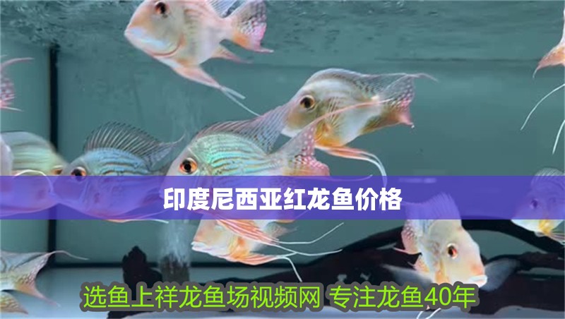 印度尼西亞紅龍魚價格