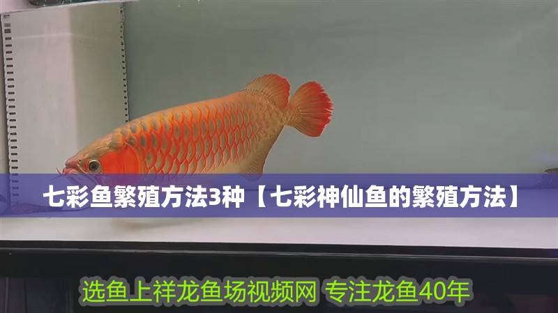 七彩魚繁殖方法3種【七彩神仙魚的繁殖方法】