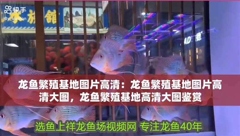 龍魚繁殖基地圖片高清：龍魚繁殖基地圖片高清大圖，龍魚繁殖基地高清大圖鑒賞