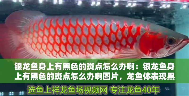 銀龍魚身上有黑色的斑點怎么辦啊：銀龍魚身上有黑色的斑點怎么辦啊圖片，龍魚體表現黑斑的解決方法