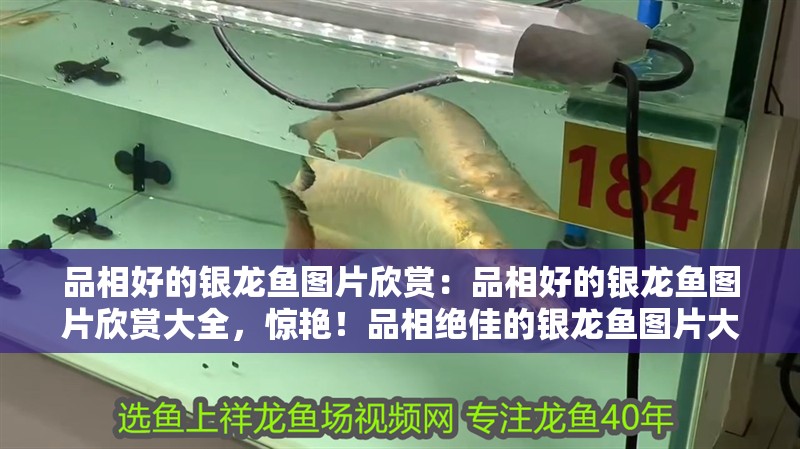 品相好的銀龍魚(yú)圖片欣賞：品相好的銀龍魚(yú)圖片欣賞大全，驚艷！品相絕佳的銀龍魚(yú)圖片大全賞析