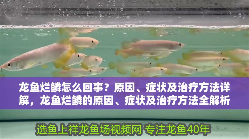 龍魚爛鱗怎么回事？原因、癥狀及治療方法詳解，龍魚爛鱗的原因、癥狀及治療方法全解析