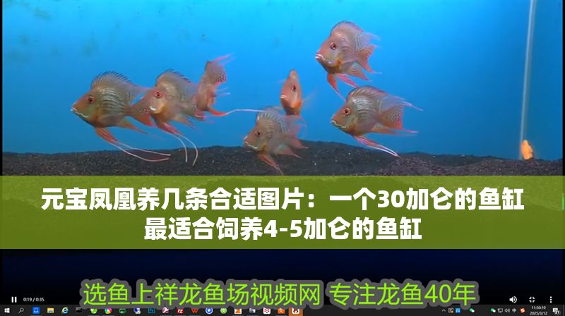 元寶鳳凰養幾條合適圖片：一個30加侖的魚缸最適合飼養4-5加侖的魚缸