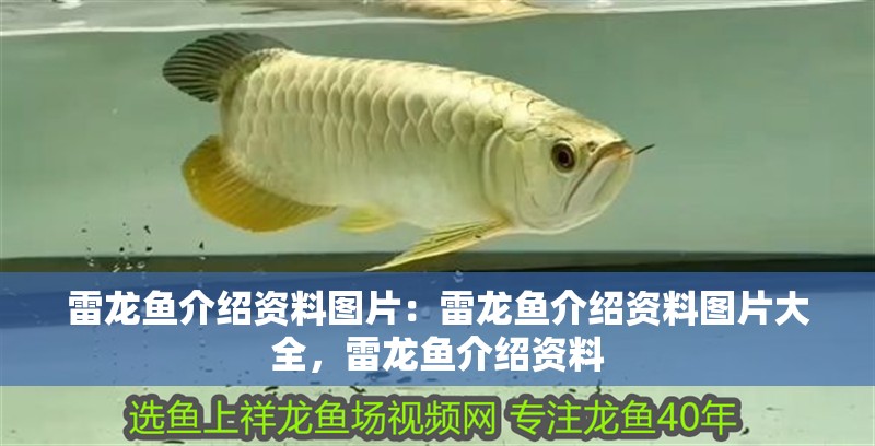 雷龍魚介紹資料圖片：雷龍魚介紹資料圖片大全，雷龍魚介紹資料