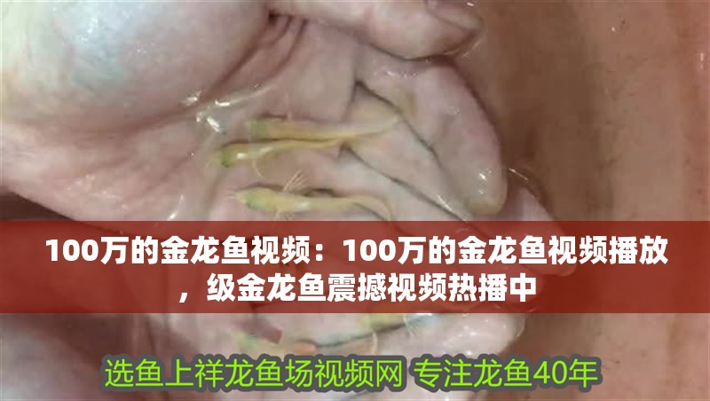 100萬的金龍魚視頻：100萬的金龍魚視頻播放，級金龍魚震撼視頻熱播中