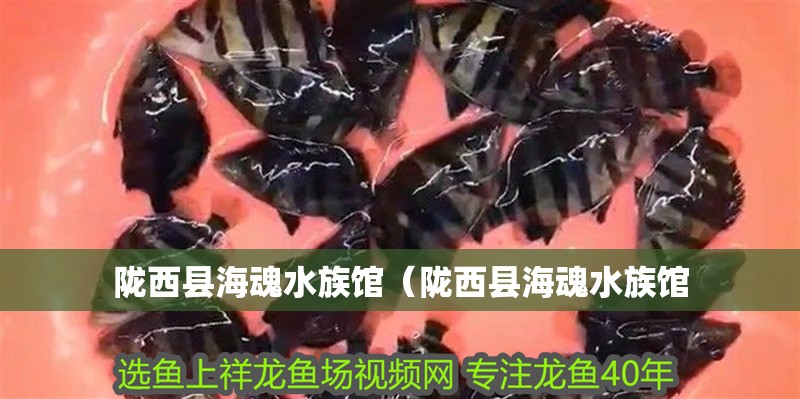 隴西縣海魂水族館（隴西縣海魂水族館 隴西縣海魂水族館（隴西縣海魂水族館 全國水族館企業名錄 第2張