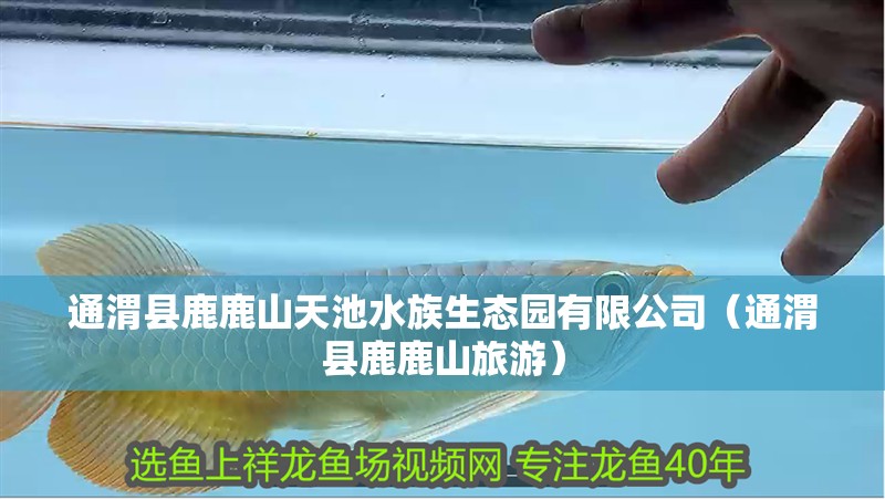 通渭縣鹿鹿山天池水族生態(tài)園有限公司（通渭縣鹿鹿山旅游）