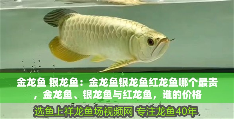 金龍魚 銀龍魚：金龍魚銀龍魚紅龍魚哪個(gè)最貴，金龍魚、銀龍魚與紅龍魚，誰的價(jià)格