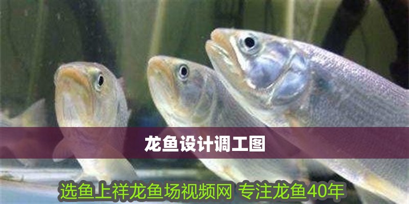 龍魚設計調工圖