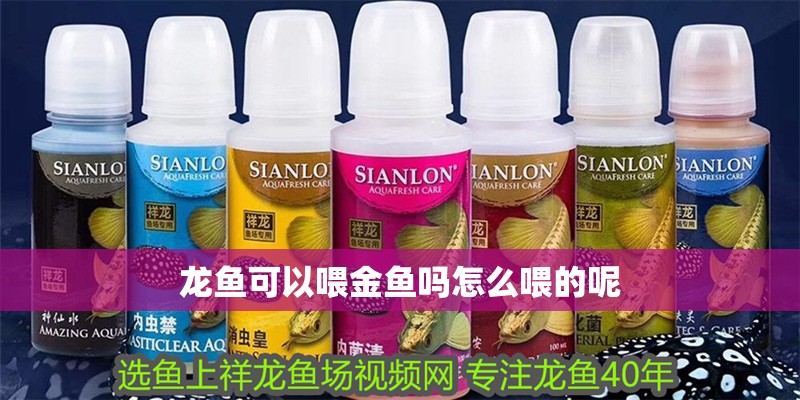 龍魚可以喂金魚嗎怎么喂的呢