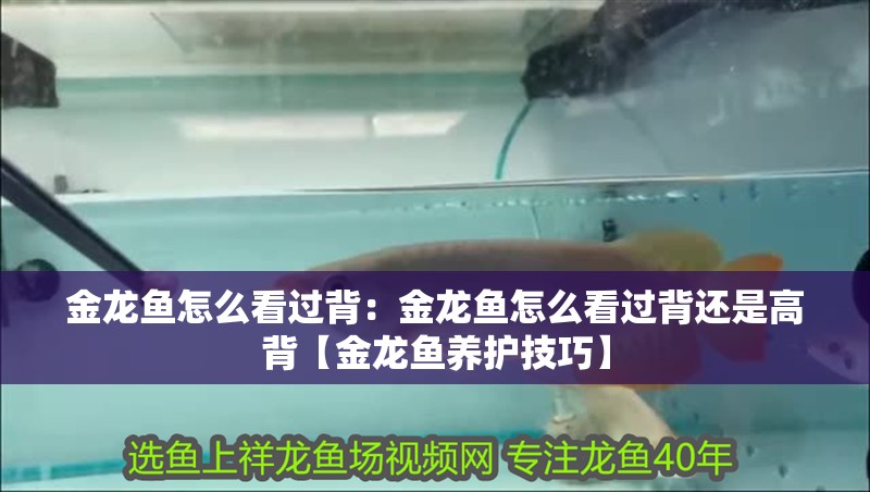 金龍魚怎么看過背：金龍魚怎么看過背還是高背【金龍魚養護技巧】
