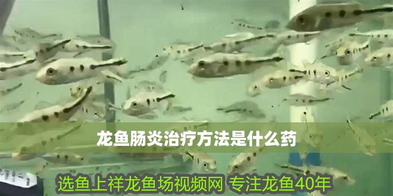 龍魚腸炎治療方法是什么藥