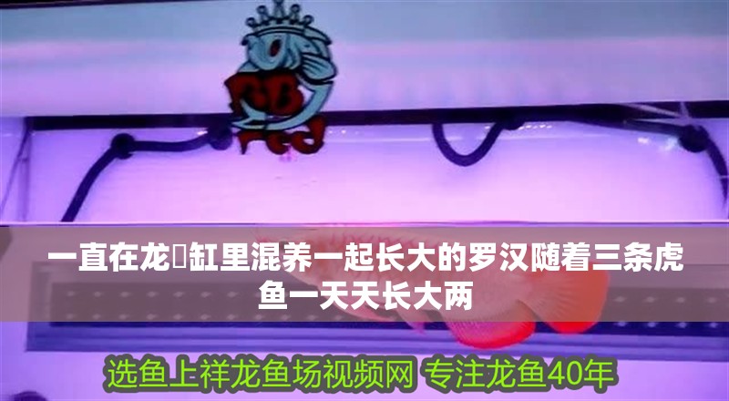 一直在龍魟缸里混養一起長大的羅漢隨著三條虎魚一天天長大兩