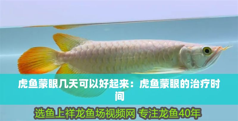 虎魚蒙眼幾天可以好起來：虎魚蒙眼的治療時(shí)間