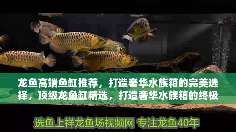 龍魚高端魚缸推薦，打造奢華水族箱的完美選擇，頂級龍魚缸精選，打造奢華水族箱的終極指南