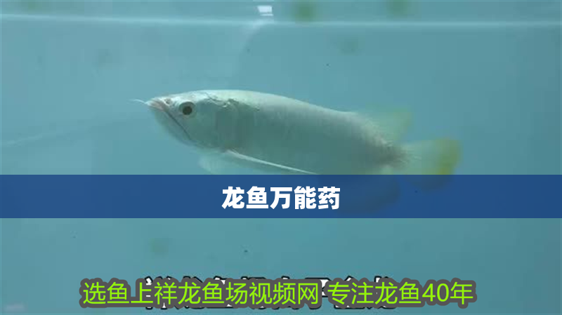 龍魚萬能藥