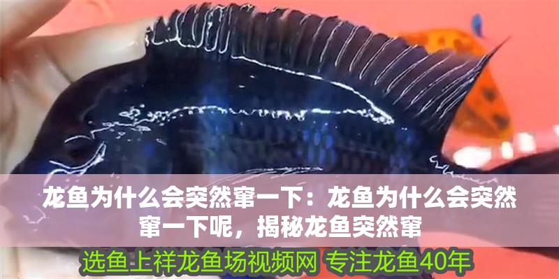 龍魚為什么會(huì)突然竄一下：龍魚為什么會(huì)突然竄一下呢，揭秘龍魚突然竄