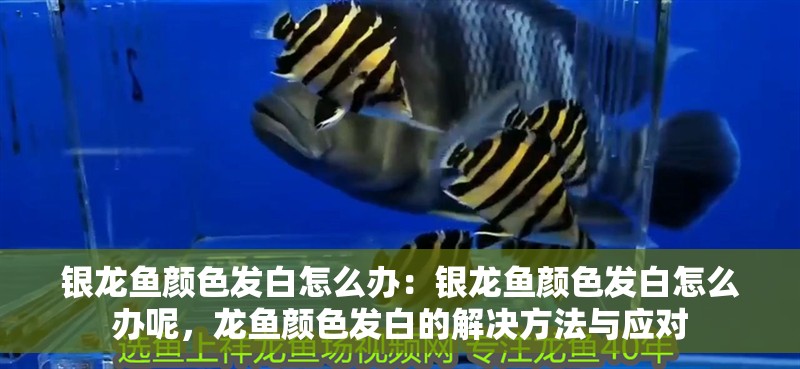 銀龍魚顏色發白怎么辦：銀龍魚顏色發白怎么辦呢，龍魚顏色發白的解決方法與應對