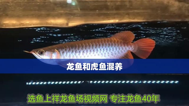 龍魚和虎魚混養