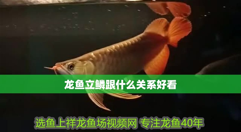 龍魚立鱗跟什么關(guān)系好看