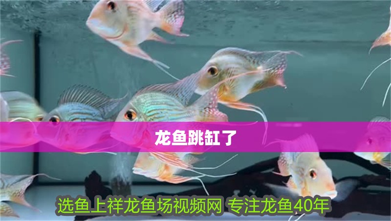 龍魚跳缸了