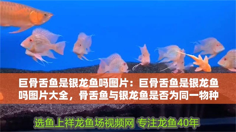 巨骨舌魚是銀龍魚嗎圖片：巨骨舌魚是銀龍魚嗎圖片大全，骨舌魚與銀龍魚是否為同一物種？高清圖片