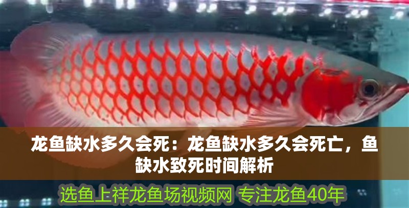 龍魚缺水多久會死：龍魚缺水多久會死亡，魚缺水致死時間解析