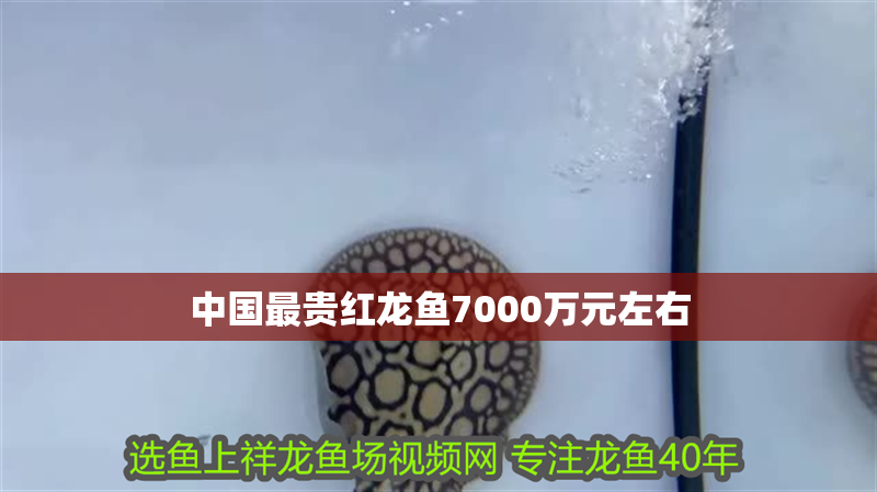 中國最貴紅龍魚7000萬元左右