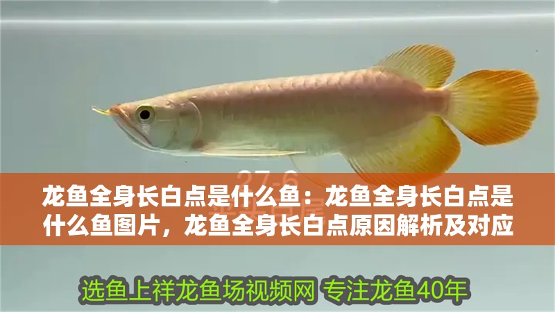 龍魚全身長白點是什么魚：龍魚全身長白點是什么魚圖片，龍魚全身長白點原因解析及對應病癥圖片展示