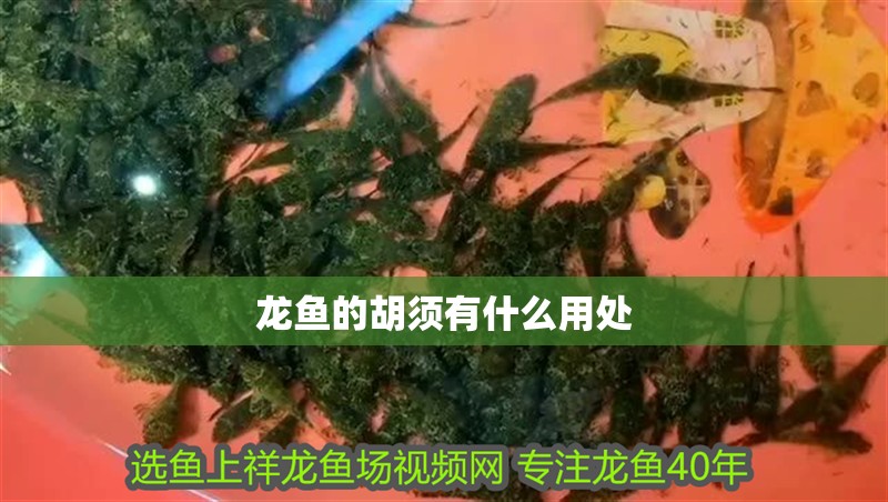 龍魚的胡須有什么用處