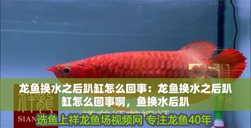 龍魚換水之后趴缸怎么回事：龍魚換水之后趴缸怎么回事啊，魚換水后趴