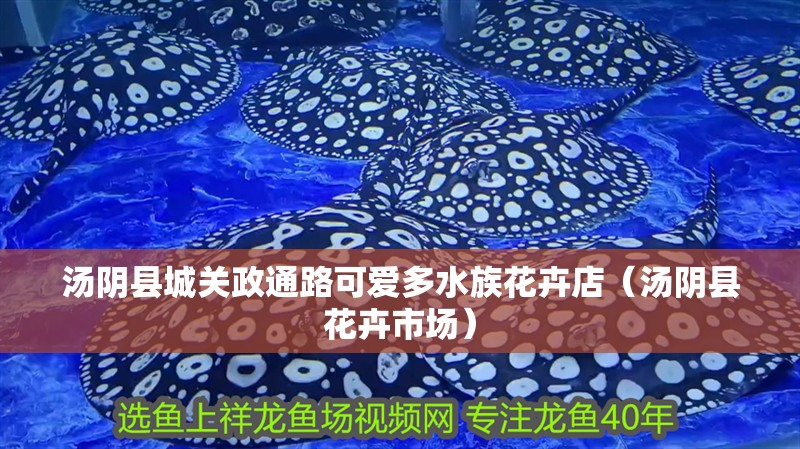 湯陰縣城關政通路可愛多水族花卉店（湯陰縣花卉市場）