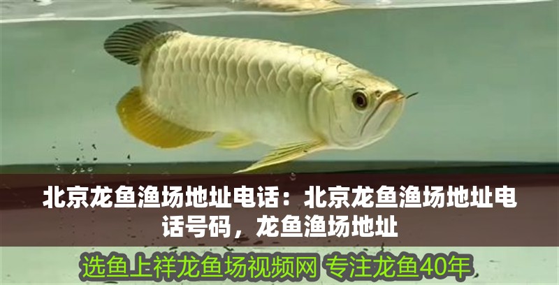 北京龍魚漁場地址電話：北京龍魚漁場地址電話號碼，龍魚漁場地址