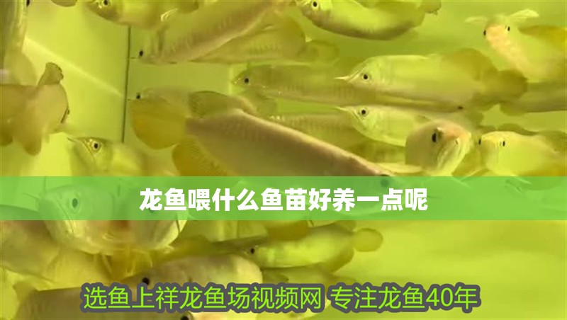 龍魚喂什么魚苗好養一點呢