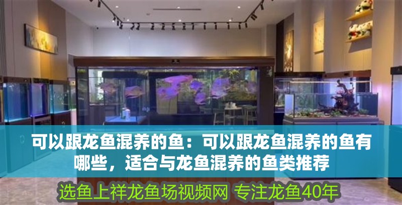 可以跟龍魚混養的魚：可以跟龍魚混養的魚有哪些，適合與龍魚混養的魚類推薦