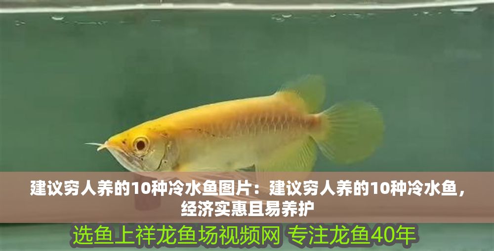建議窮人養(yǎng)的10種冷水魚圖片：建議窮人養(yǎng)的10種冷水魚，經(jīng)濟實惠且易養(yǎng)護