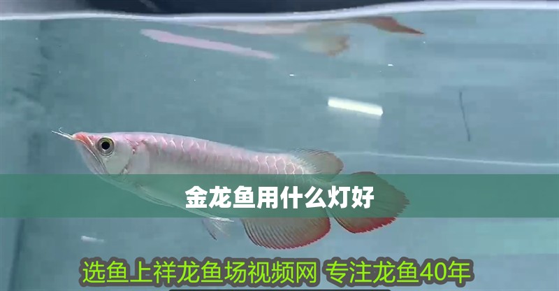 金龍魚用什么燈好