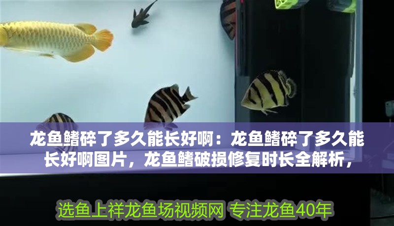 龍魚鰭碎了多久能長好啊：龍魚鰭碎了多久能長好啊圖片，龍魚鰭破損修復時長全解析，