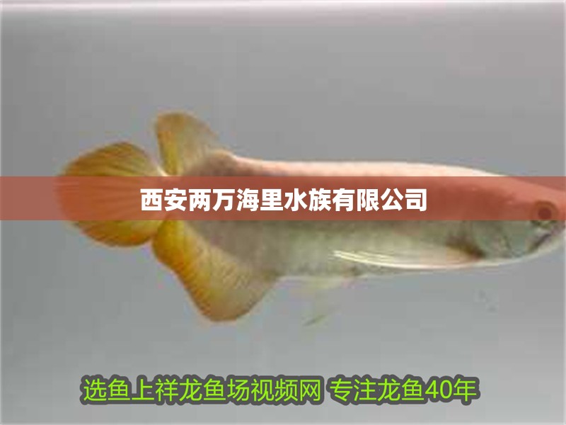 西安兩萬海里水族有限公司