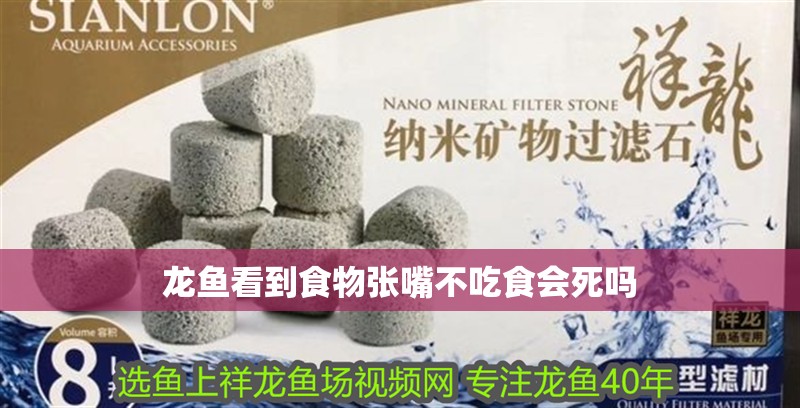 龍魚看到食物張嘴不吃食會死嗎