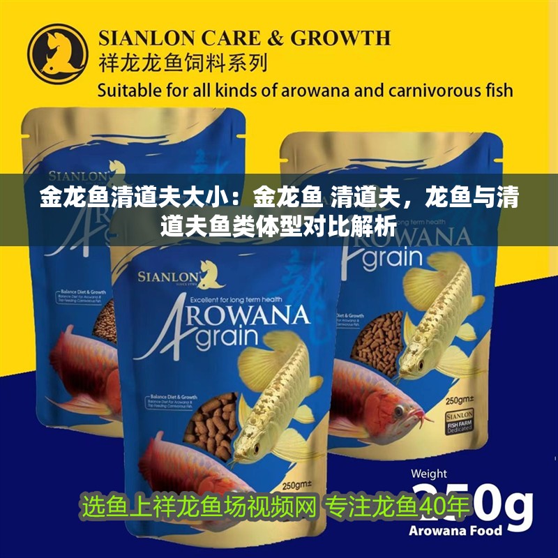 金龍魚清道夫大小：金龍魚 清道夫，龍魚與清道夫魚類體型對比解析