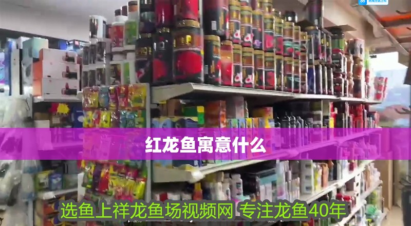 紅龍魚寓意什么