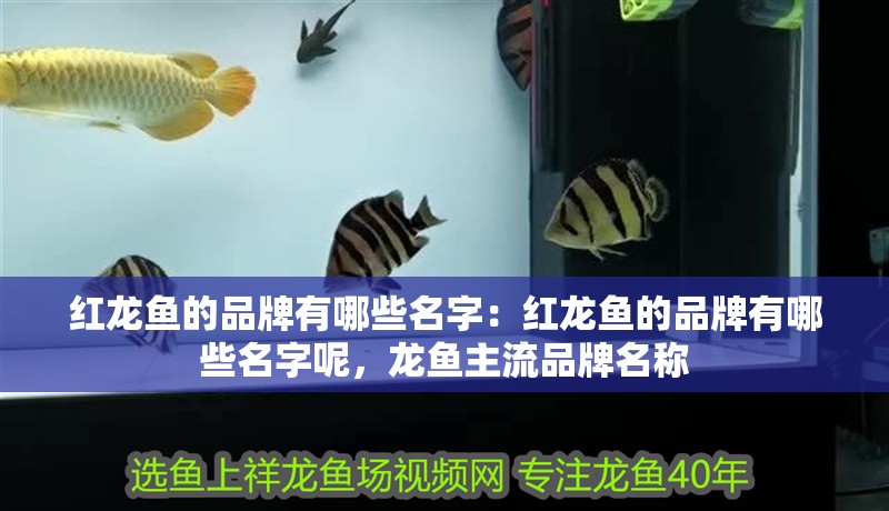 紅龍魚的品牌有哪些名字:紅龍魚的品牌有哪些名字呢,龍魚主流品牌名稱 水族問答 紅龍魚的品牌有哪些名字:紅龍魚的品牌有哪些名字呢,龍魚主流品牌名稱 紅龍魚的品牌有哪些名字:紅龍魚的品牌有哪些名字呢,龍魚主流品牌名稱 水族問答