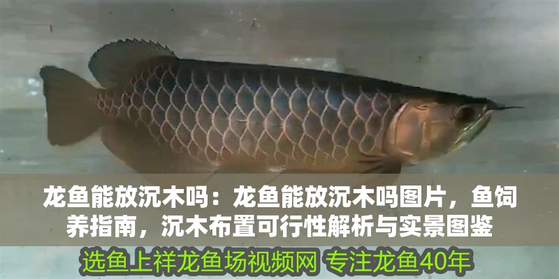 龍魚能放沉木嗎：龍魚能放沉木嗎圖片，魚飼養指南，沉木布置可行性解析與實景圖鑒