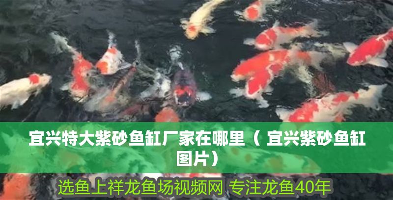 宜興特大紫砂魚缸廠家在哪里( 宜興紫砂魚缸圖片) 紅龍魚百科 第1張 宜興特大紫砂魚缸廠家在哪里( 宜興紫砂魚缸圖片) 宜興特大紫砂魚缸廠家在哪里( 宜興紫砂魚缸圖片) 紅龍魚百科 第1張