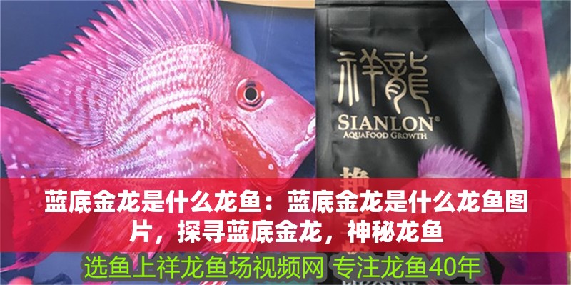 藍底金龍是什么龍魚：藍底金龍是什么龍魚圖片，探尋藍底金龍，神秘龍魚