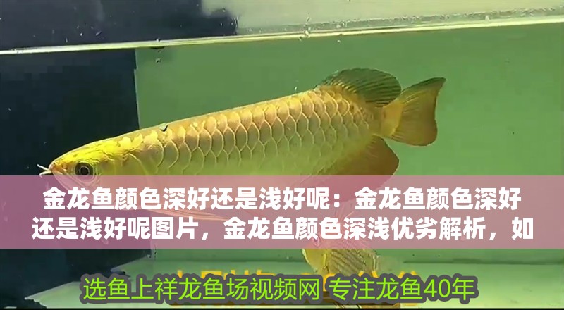 金龍魚顏色深好還是淺好呢：金龍魚顏色深好還是淺好呢圖片，金龍魚顏色深淺優劣解析，如何判斷哪種更美觀？