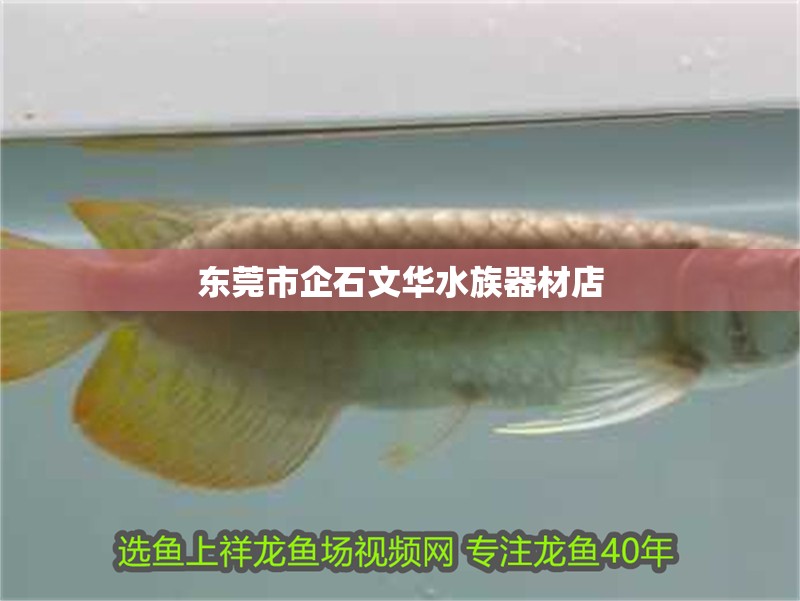 東莞市企石文華水族器材店