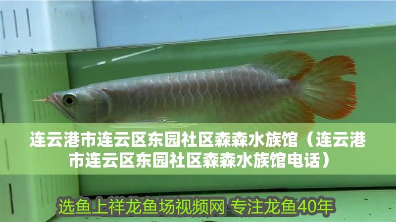 連云港市連云區東園社區森森水族館（連云港市連云區東園社區森森水族館電話）