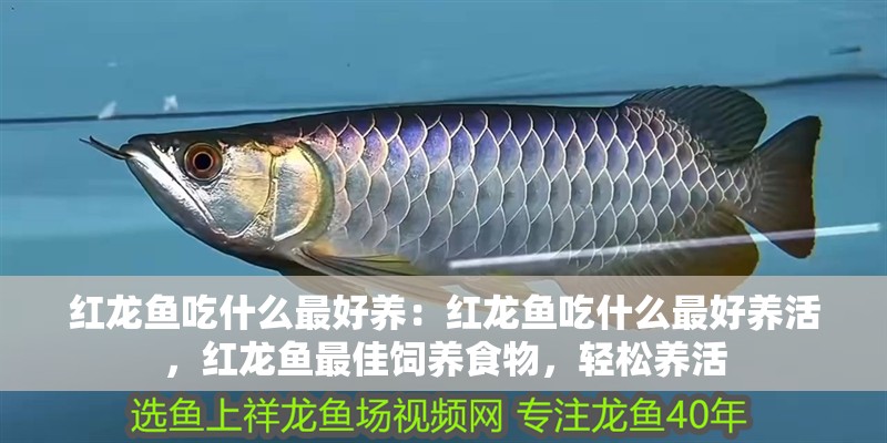 紅龍魚吃什么最好養：紅龍魚吃什么最好養活，紅龍魚最佳飼養食物，輕松養活